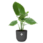 vibes fold rund 30cm anthrazit